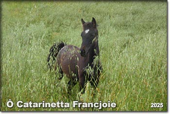 O Catarinetta Francjoie